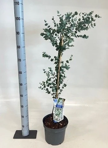 Kambarinis augalas, eukaliptas "Gunnii", vazonėlio skersmuo 23 cm.