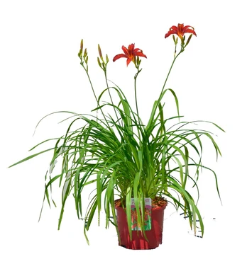 Daugiametė gėlė, viendienė "Daylili", vazonas 5 l.
