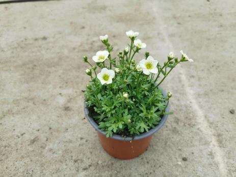 Alpinariumo augalas, uolaskėlė (Saxifraga)