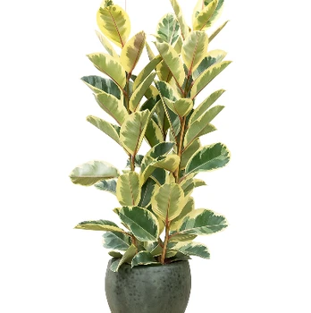 Ficus elastica Tineke, 100 cm