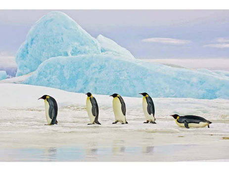 Signal Meble Obraz Penguins