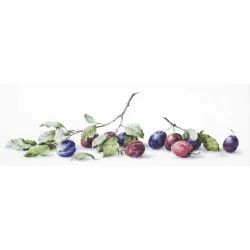 Plums SB2257