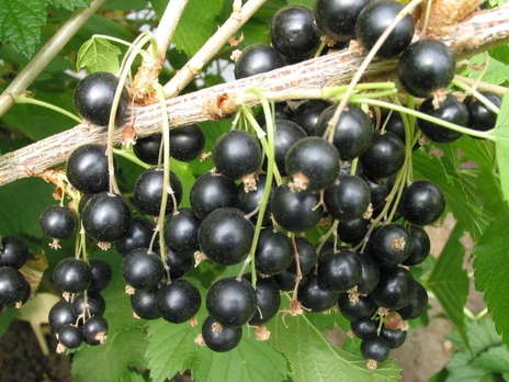 Vaiskrūmis, serbentas "Bona", juodas (krūmas)