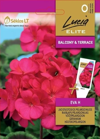 Sėklos Lucia Elite pelargonija Eva H, 7 vnt.
