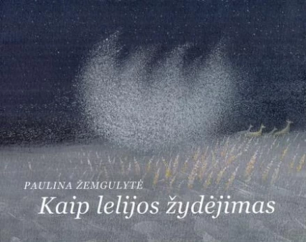 Kaip lelijos žydėjimas