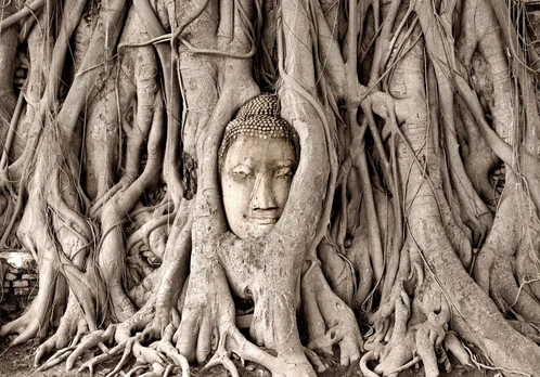 Fototapetas Artgeist Buddha'S Tree, 300 cm x 210 cm