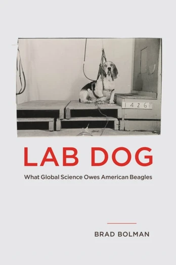 Lab Dog