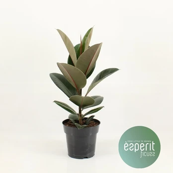Vazoninis augalas fikusas, Ø 19, 55 cm, lot. FICUS ROBUSTA
