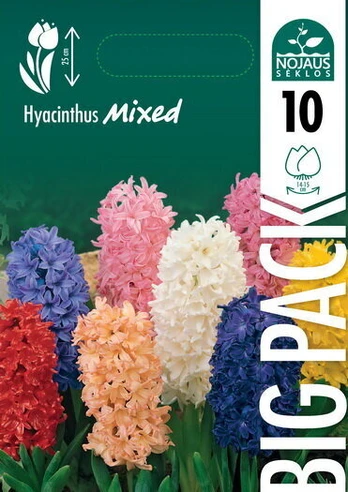 Hiacintai Big Pack Mix