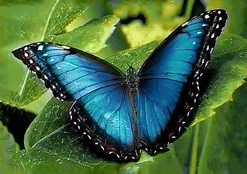 Deimantinis paveikslas Blue Morpho WD055 30*20 cm kaina