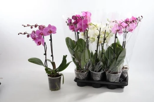 Kambarinis augalas, orchidėja "Phal Gem" (2 šakos), vazonėlio skersmuo 12 cm.