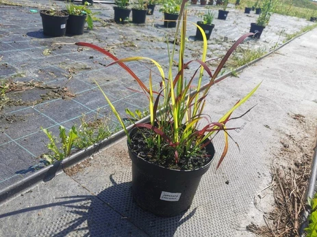 Žolinis augalas, imperata, vazonas 3 l.