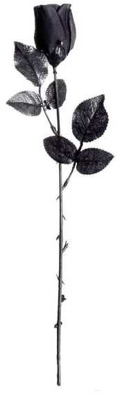 Widmann Sort rose