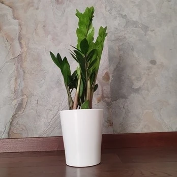 Zamioculcas zamiifolia