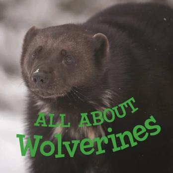 All about Wolverines
