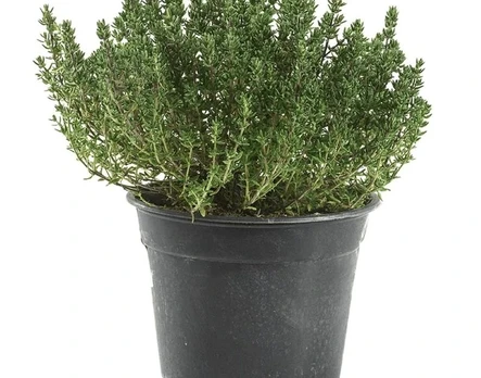 Prieskoninis augalas, vazonėlio skersmuo 11 cm.