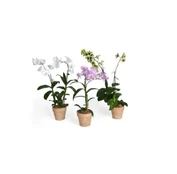 Vazoninis augalas dendrobis, Ø 12, 50 cm, lot. DENDROBIUM