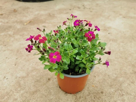 Alpinariumo augalas, darželinė aubretė (Aubrietta)