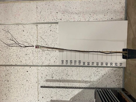 Dekoratyvinis medis, sakura "Xcistena", vazonėlio skersmuo 23 cm.