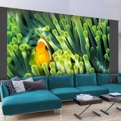 Artgeist Fototapetas - Anemonefish kaina