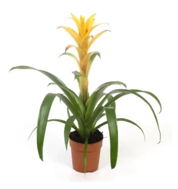 Vazoninis augalas guzmanija, Ø 14, 40 cm, lot. GUZMANIA CERAMIC