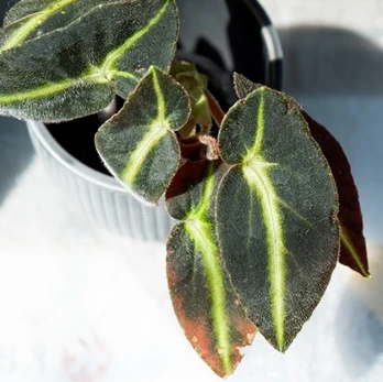 Begonia listada