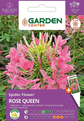 Sėklos kleomės ROSE QUEEN, 0.4 g