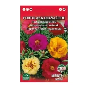 PORTULAKA DIDŽIAŽIEDĖ MIŠINYS kaina