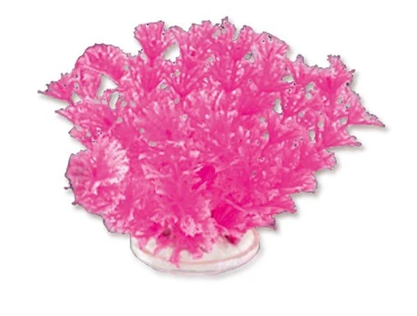 Folijos augalas 10cm 1f16 Happet