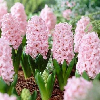 Hiacintas 'Pink Elephant’, 3 vnt.