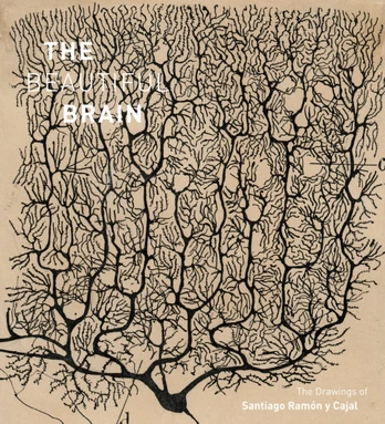 Beautiful Brain