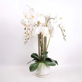 Orchidėja GARDEN QUEEN A68cm, balta