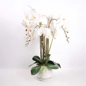 Orchidėja GARDEN QUEEN A68cm, balta kaina