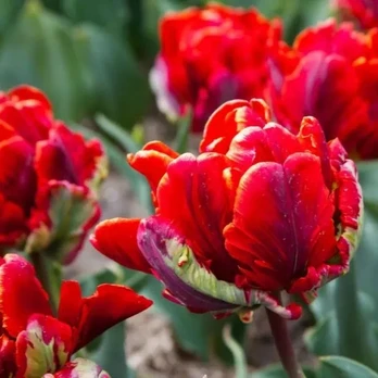 Pilnavidurė papūginė tulpė "Rococo Double" - 50 vnt.