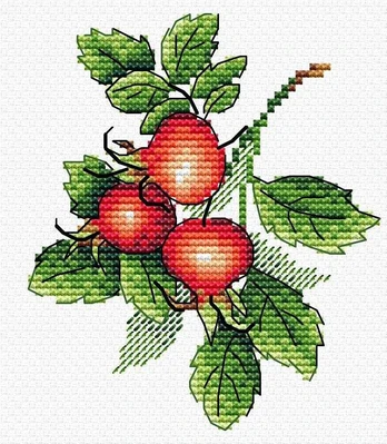 Ripe rosehip SM-599