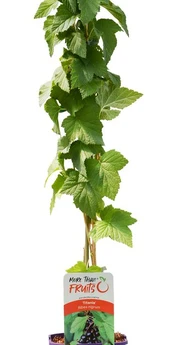 Vaiskrūmis, juodasis serbentas, vazonėlis 2 l