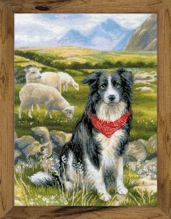 Border Collie siuvinėjimo rinkinys iš RIOLIS Nr.: 1767