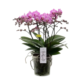 Vazoninis augalas orchidėja, Ø 14, 80 cm, lot. VANDA