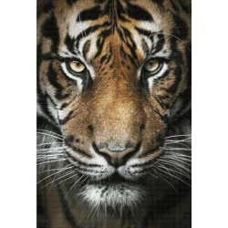 Deimantinis paveikslas Tiger King WD2395