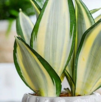 Sansevieria trifasciata Green Ghost
