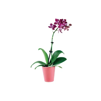 Žydintis augalas, ORCHIDĖJA, vazono skersmuo 12 cm