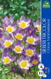 Krokai Sieberi Tricolor