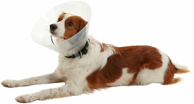 KRUUSE BUSTER Clic Collar, 12,5 cm, transparent, 10pcs