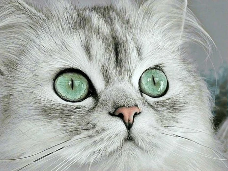 Wizardi Deimantinis paveikslas Magnetic eyes 40*30 cm WD3000