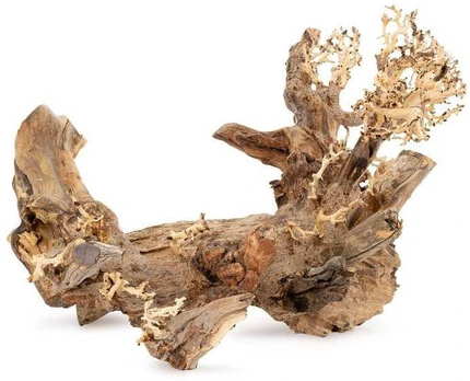 Norimpex Skęstantis bonsai medelis Nr. 50 50x40