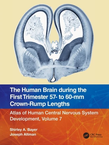 Human Brain during the First Trimester 57- to 60-mm Crown-Rump Lengths