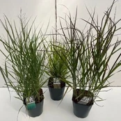 Žolinis augalas, sora, įvairios, vazonėlio skersmuo 23 cm.