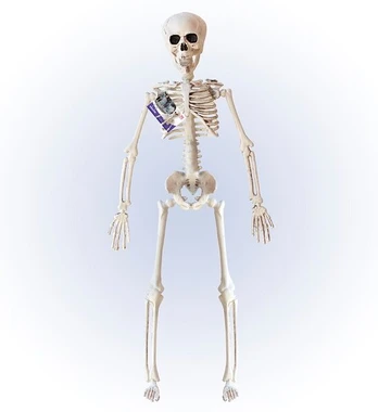 posable "SKELETON" 40 cm