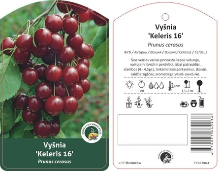 Vaismedis, vyšnia "Keleris"