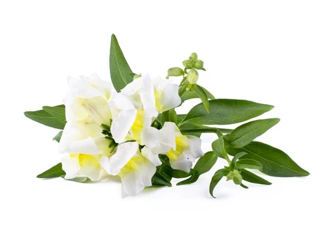 Click & Grow Smart Refill White Snapdragon 3pcs | SGR78X3